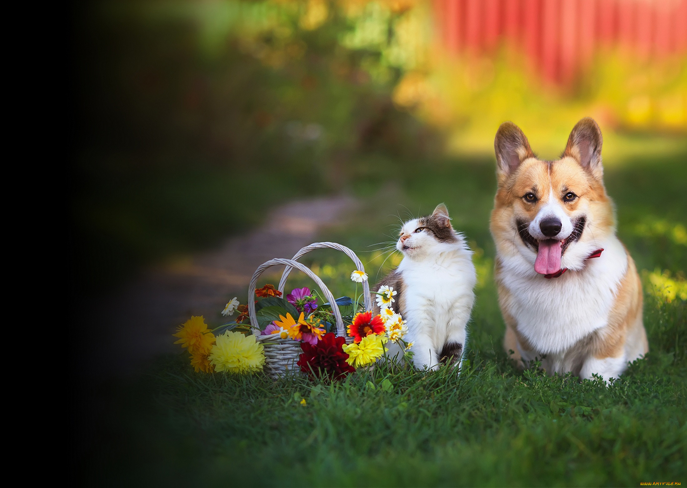 3 ,  , animals, , , , 